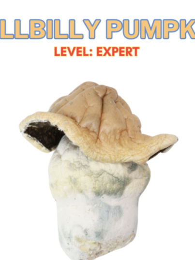 Buy Hillbilly Magic Mushrooms